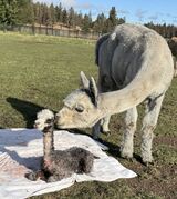 alpaca for sale