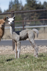 alpaca for sale