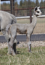 alpaca for sale