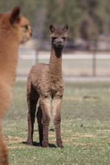 alpaca for sale
