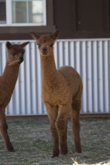 alpaca for sale