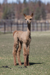 alpaca for sale