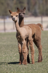 alpaca for sale