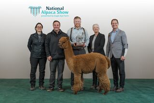 H2R Queen's Jubilee - 2023 National Supreme Champion Dark Female & 2023 High Selling Female at The Futurity!