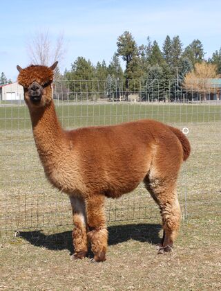 Photo of WhiteCloud's Chiquita
