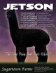 alpaca for sale