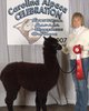 alpaca for sale