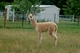 alpaca for sale