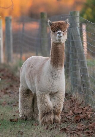 Photo of Blue Ridge Peruvian MCCoy