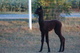 alpaca for sale