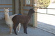 alpaca for sale