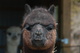 alpaca for sale