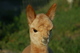 alpaca for sale