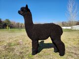 Photo of Outstanding Dreams Party Animal