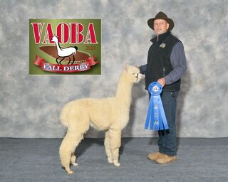 Photo of Heather's Acre Royal Seven