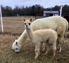 Photo of Adopt An Alpaca