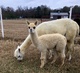 Photo of Adopt An Alpaca