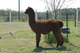 Champion Herdsire Stud Service