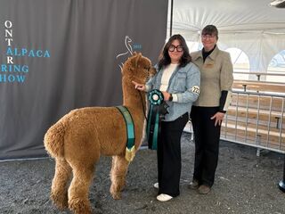 Grand Champion Male Alpaca Ontario 2025