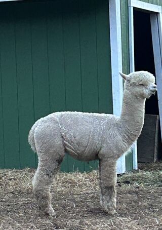 Photo of Heather's Acre Double O Seven