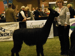 Photo of Martinique of Caribbean Alpacas