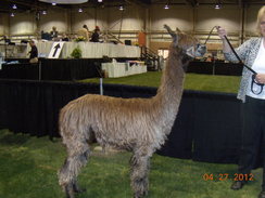 Photo of Trinidad of Caribbean Alpacas