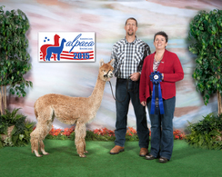 2015 American Alpaca Showcase