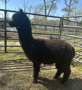 Photo of Secret World's Hooligan
