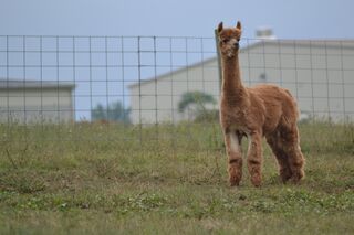 Photo of Spring Grove Fantastic Inquisite
