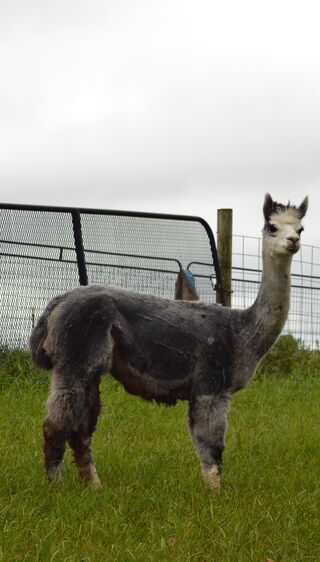 Photo of Penelope Rose of Holtwood	