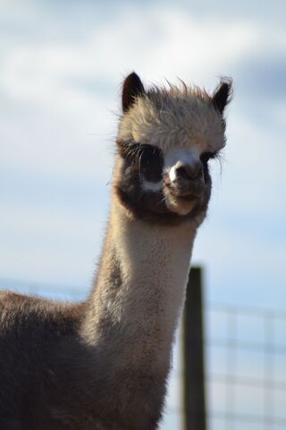 Photo of LF Del A Suzette