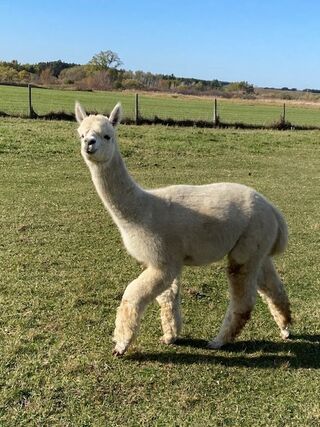 Photo of Mountain Sky's Action Jaxson