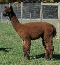 Photo of LIA's Peruvian Gianni Versace