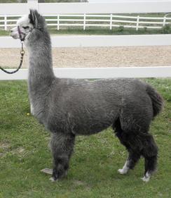 Photo of Breeding