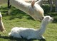 New cria.