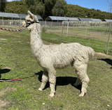 alpaca for sale