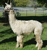 alpaca for sale