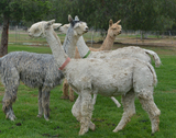 alpaca for sale