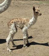 alpaca for sale