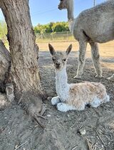 alpaca for sale