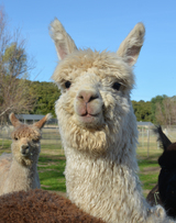 alpaca for sale