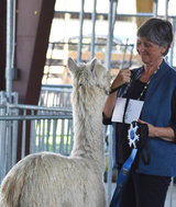 alpaca for sale