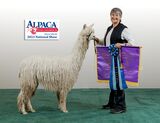 alpaca for sale