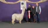 alpaca for sale
