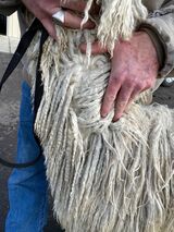 alpaca for sale