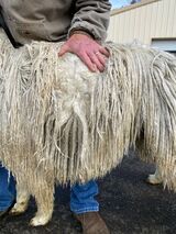 alpaca for sale
