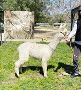 alpaca for sale