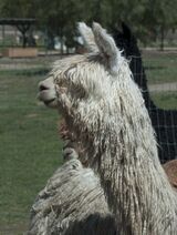 alpaca for sale
