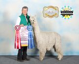 alpaca for sale