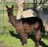 alpaca for sale